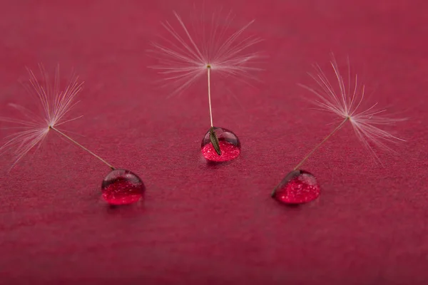 Parachute Dandelion Seed Drop Water Life Concept — Stock Photo, Image