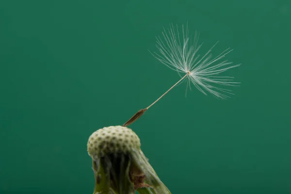 Single Seed Head Dandelion Stand Out Concept — Stock Photo, Image
