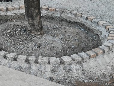 Ağacın etrafındaki kaldırım taşı. Kaldırımın yeniden inşası