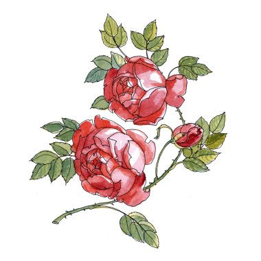 Klasik bir tarzda beyaz zemin üzerine suluboya çiçek