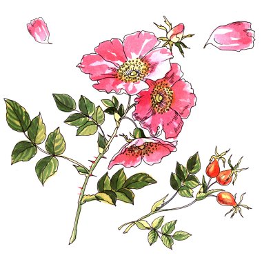 Klasik bir tarzda beyaz zemin üzerine suluboya çiçek