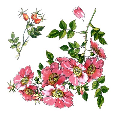 Klasik bir tarzda beyaz zemin üzerine suluboya çiçek