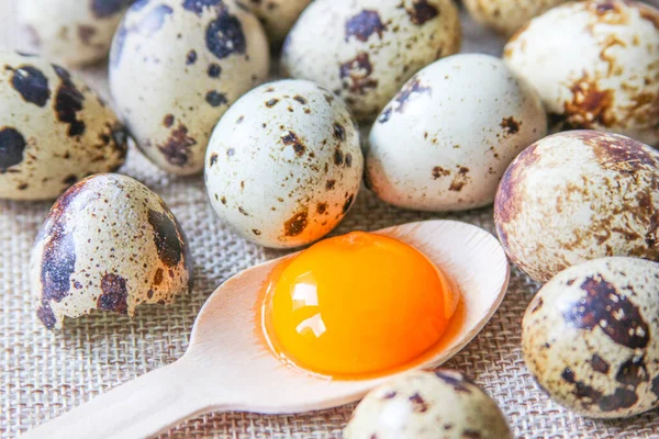 Fresh quail eggs on the rustic background. Raw egg yolk in the wooden spoon closeup. Concept healthy food. Concept of preparation for cooking. — Stock Photo, Image