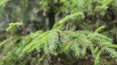 Ladin dalları rüzgarda sallanıyor. Evergreen çam ağacı, rüzgarda sallanıyor. Yakın çekim.