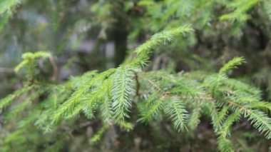 Ladin dalları rüzgarda sallanıyor. Evergreen çam ağacı, rüzgarda sallanıyor. Yakın çekim.