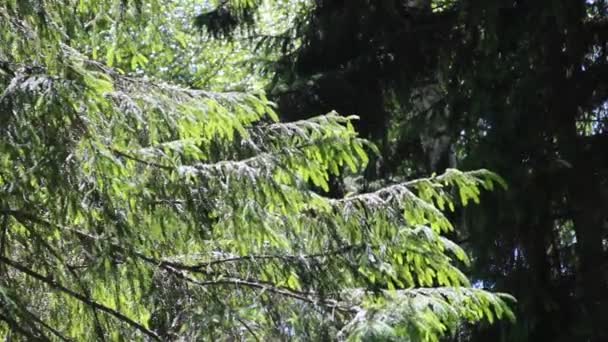 Spruce branch sways in the wind. Evergreen pine tree, sways in the wind. Closeup — Video Stock