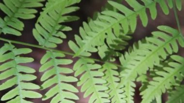 Eğreltiotu yaprakları rüzgardan sallanıyor. Yeşil yaprak eğreltiotu bitkisi. Yeşil eğrelti otu yaprakları güneş tarafından aydınlatılır. Eğreltiotu güneş ışığında yapraklanır. Yakın plan. Rüzgarda sallanan yeşil yapraklar.