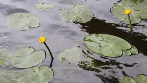 Sárga Bontatlan Vízililiom Virágok Zöld Levelek Lebegnek Folyón Tükröződéssel Növények — Stock videók