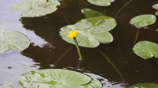 Gul Oöppnad Vatten Liljor Blommor Och Gröna Blad Flyter Floden — Stockvideo