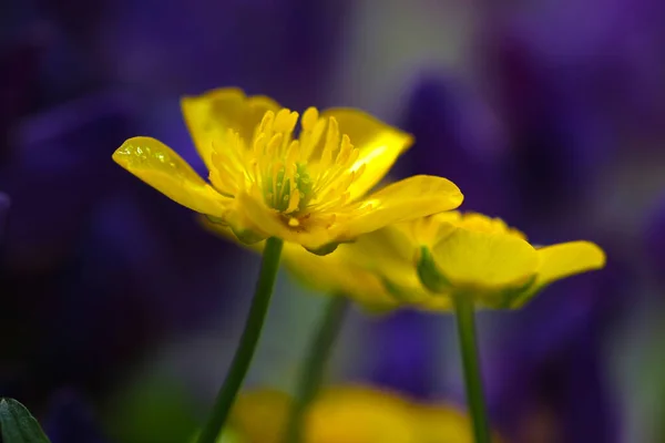 Yellow buttercup flowers on a purple backround. Ranunculus acris or buttercup. Yellow wildflowers. High quality photo