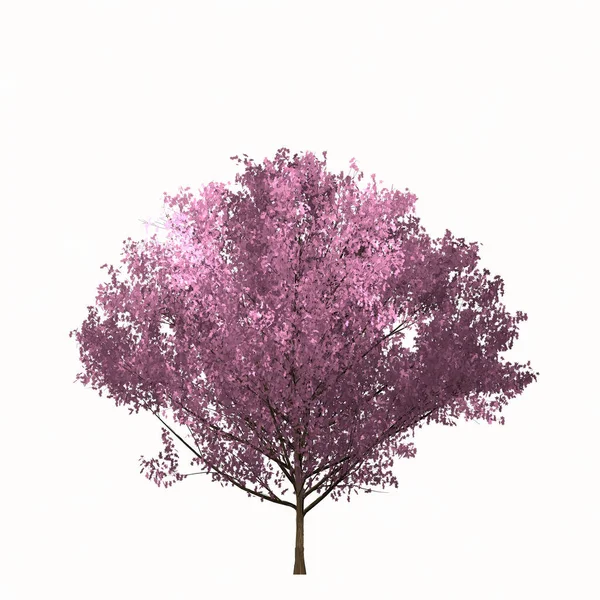 Árvore Sarura Isolada Sobre Branco Ilustração Vetorial Simples Vetor Cores — Vetor de Stock