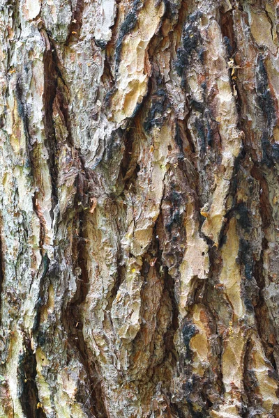Struktura Kory Drzewa Kora Drzewa Tło Wzór Leśnego Bagażnika Stara — Zdjęcie stockowe