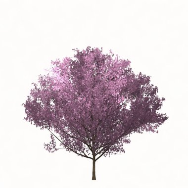 Çiçekli sakura ağacı beyaz arkaplanda izole edilmiş. Basit renk illüstrasyonu. 