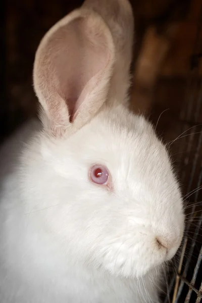 Portret ten biały królik — Zdjęcie stockowe