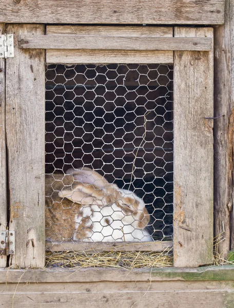 Rabbit in cage — Stock Photo, Image