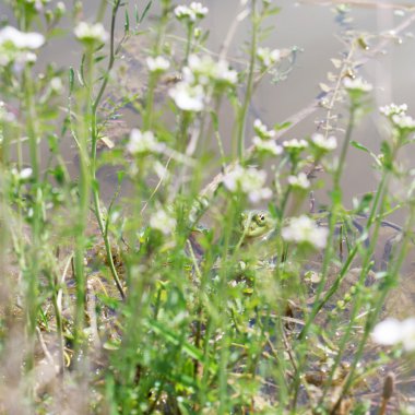 Kurbağa bir suda gizlidir