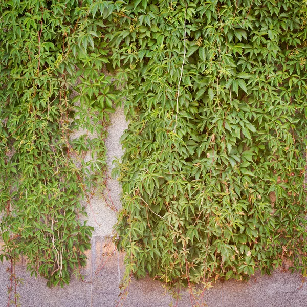 Green creeper plant, brown plank wall background — Stock Photo, Image