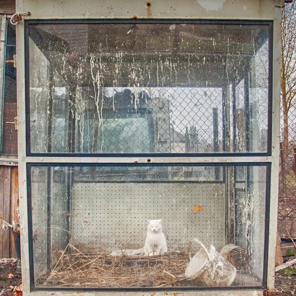 Gato branco sentado em grande cabine de vidro — Fotografia de Stock