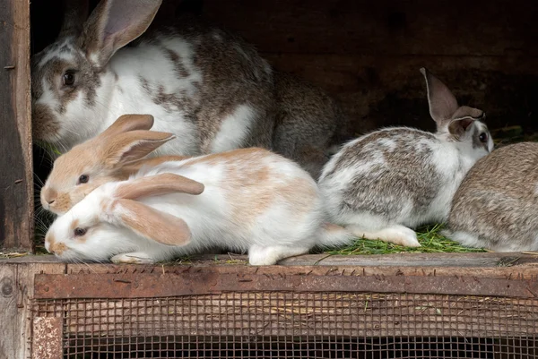 Mother rabbit with newborn bunnies — Stock Photo, Image