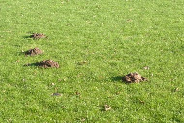 Mole mounds in the sport stadium clipart