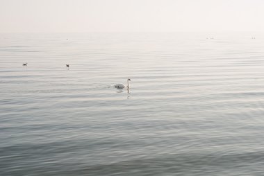 Kuğu ve denizde martılar