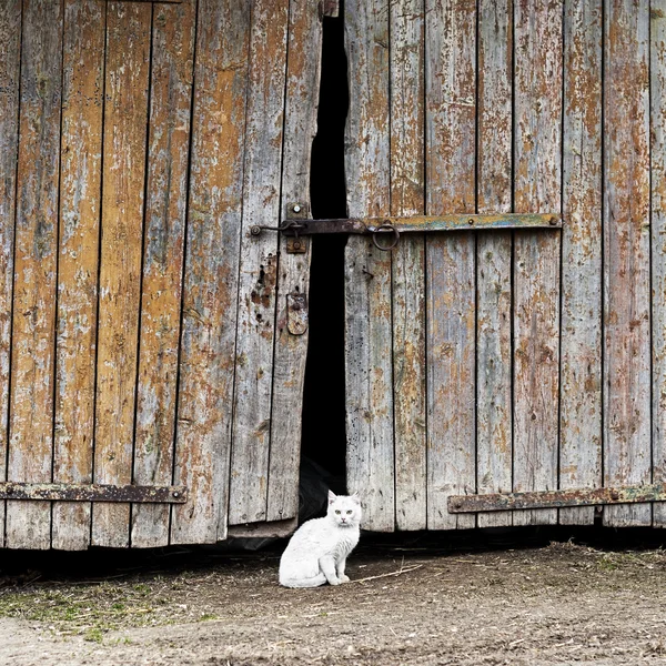 Белая кошка сидит у двери сарая — стоковое фото
