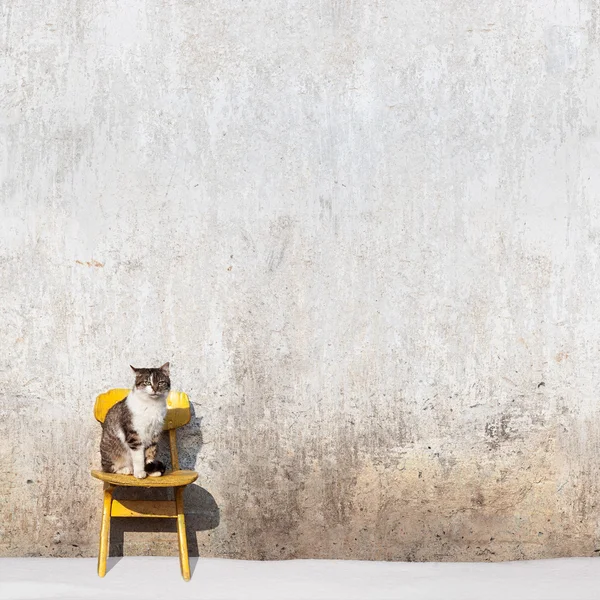 Sarı sandalyede oturan kedi