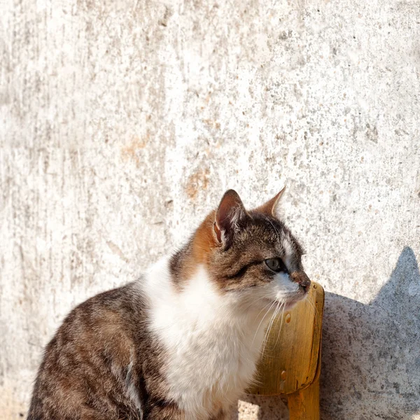 Katt sitter på gula stolen — Stockfoto