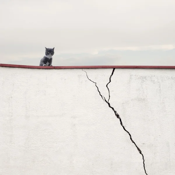 Gato sentado na parede — Fotografia de Stock