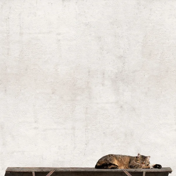 Tekir kedi bankta döşeme — Stok fotoğraf