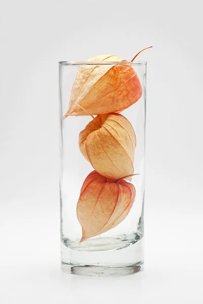 Three physalis in the glass — Stock Photo, Image