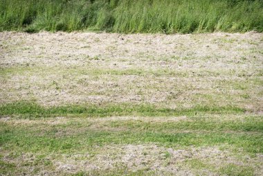 biçilmis çim sahası