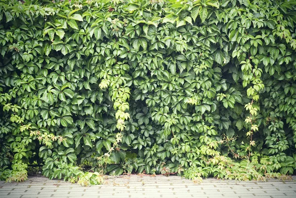 Green creeper plant — Fotografie, imagine de stoc