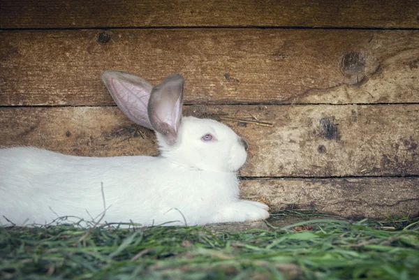 Hvit kanin i en hutch – stockfoto