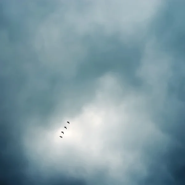 Vogelschwärme fliegen in Formation Stockbild