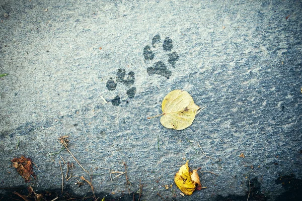 狗 s 留下脚印在水泥地板背景上 — 图库照片