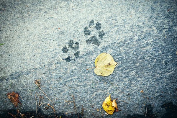 Las huellas del perro en el fondo del suelo de cemento — Foto de Stock