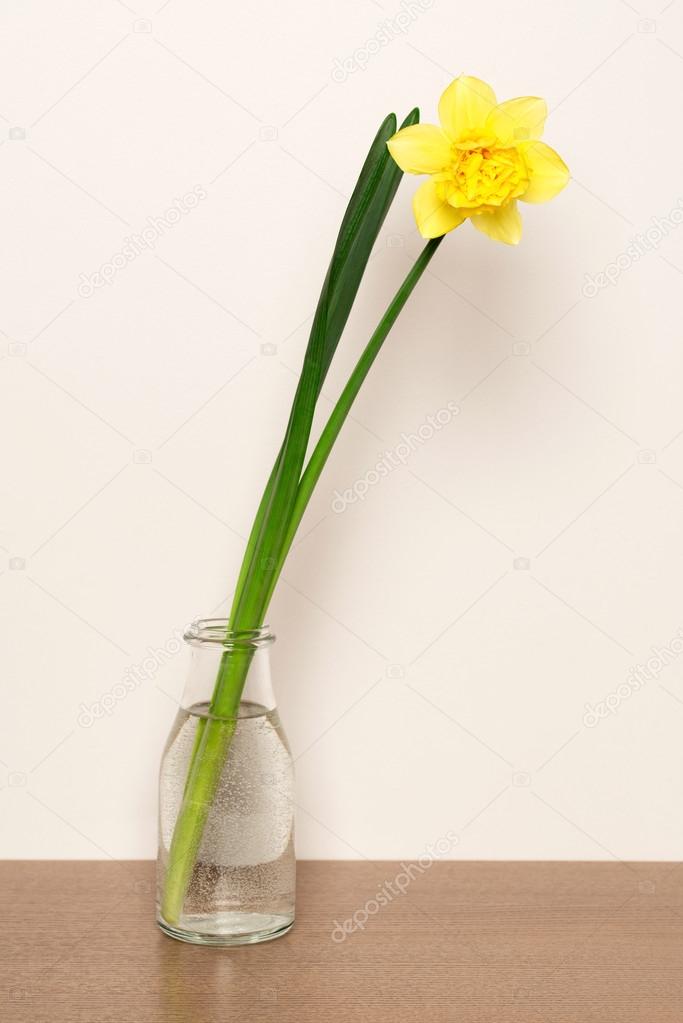 Yellow narcissus in vase