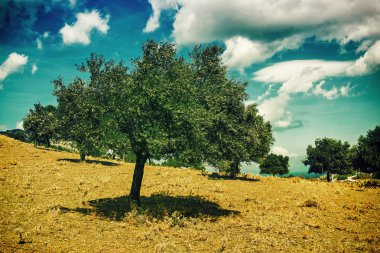 zeytin ağaçları. saç ekimi ve bulutlu gökyüzü