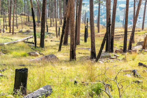 Brända träd i Wyoming — Stockfoto