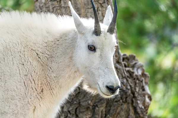 Rocky Mountain Goat Closeup — Stockfoto