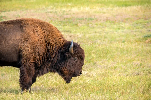 Μία Bison Pic — Φωτογραφία Αρχείου