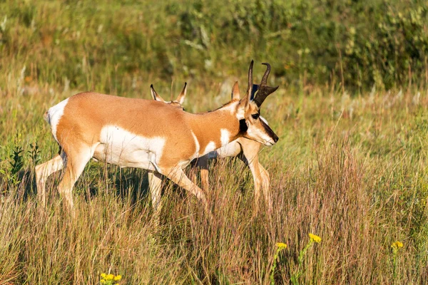 Um antílope Pronghorn — Fotografia de Stock