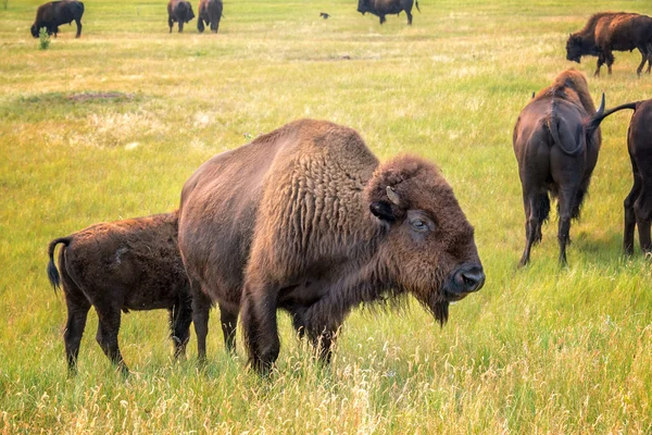 Κοπάδι των Bison — Φωτογραφία Αρχείου