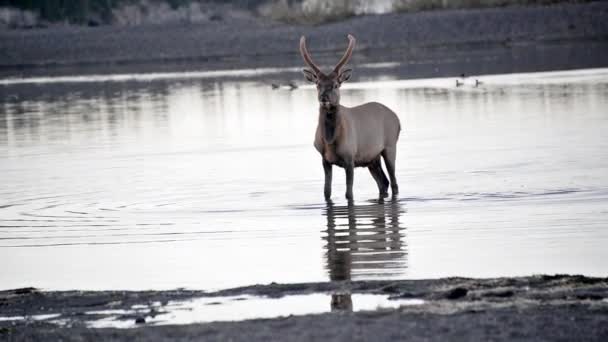 Elk Walking in Water — Stock Video