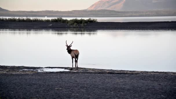 Elk e Yellowstone Lake — Vídeo de Stock