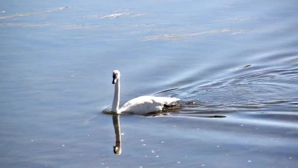 Los cisnes trompetistas que pasan — Vídeos de Stock