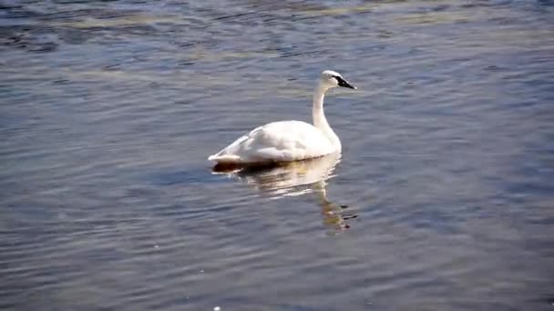 Un cisne trompetista — Vídeo de stock