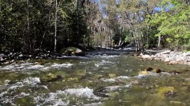 Zuiden Piney Creek — Stockvideo
