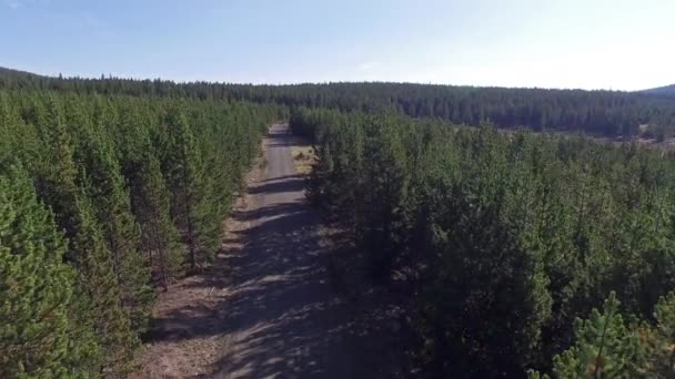 Ліс і видом на грунтовій дорозі — стокове відео